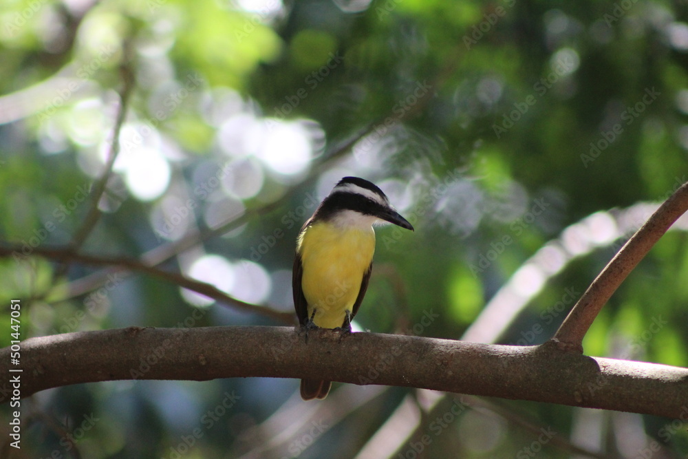 Fototapeta premium bem-te-vi