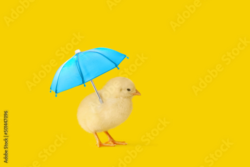 Cute little chick with umbrella on yellow background