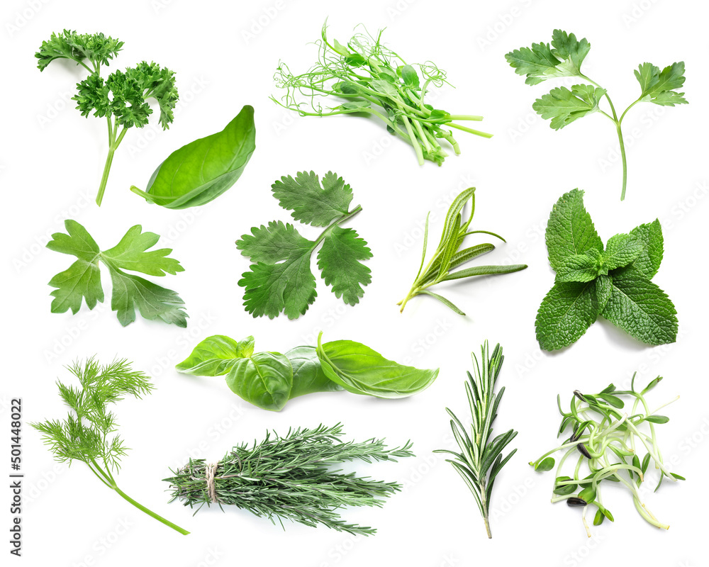 Set of fresh green herbs on white background - obrazy, fototapety, plakaty 