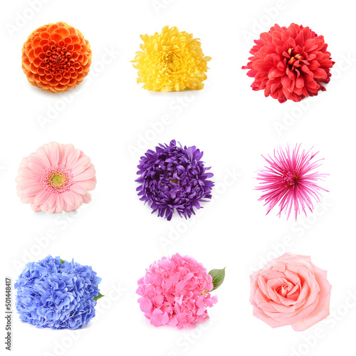 Set of different beautiful flowers isolated on white, top view © Pixel-Shot