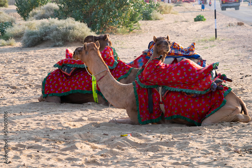 Camels with traditioal dresses, are waiting for tourists for camel ride at Thar desert, Rajasthan, India. Camels, Camelus dromedarius, are large desert animals who carry tourists on their backs.