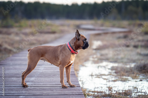 Fototapeta Naklejka Na Ścianę i Meble -  beautiful boxer dog in nature in an eco park