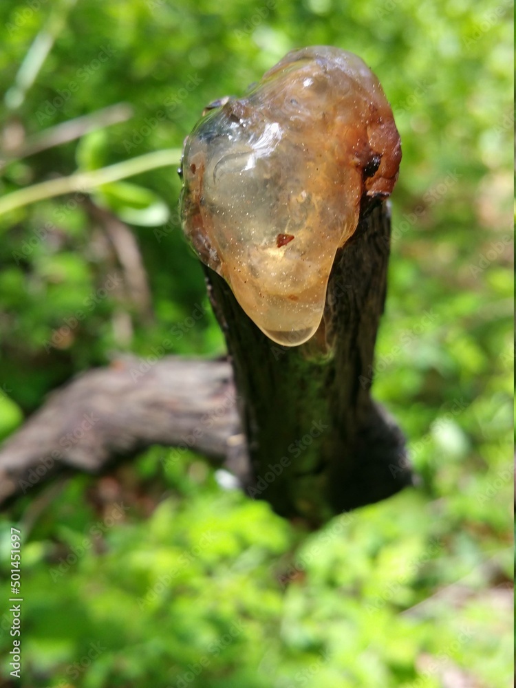 Obraz premium mushroom on a tree