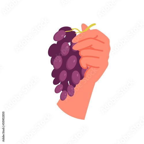 Human hand holding bunch of grapes. Balanced diet with fresh fruit, natural gardening, autumn garden harvesting, farming organic products, wine production vector illustration