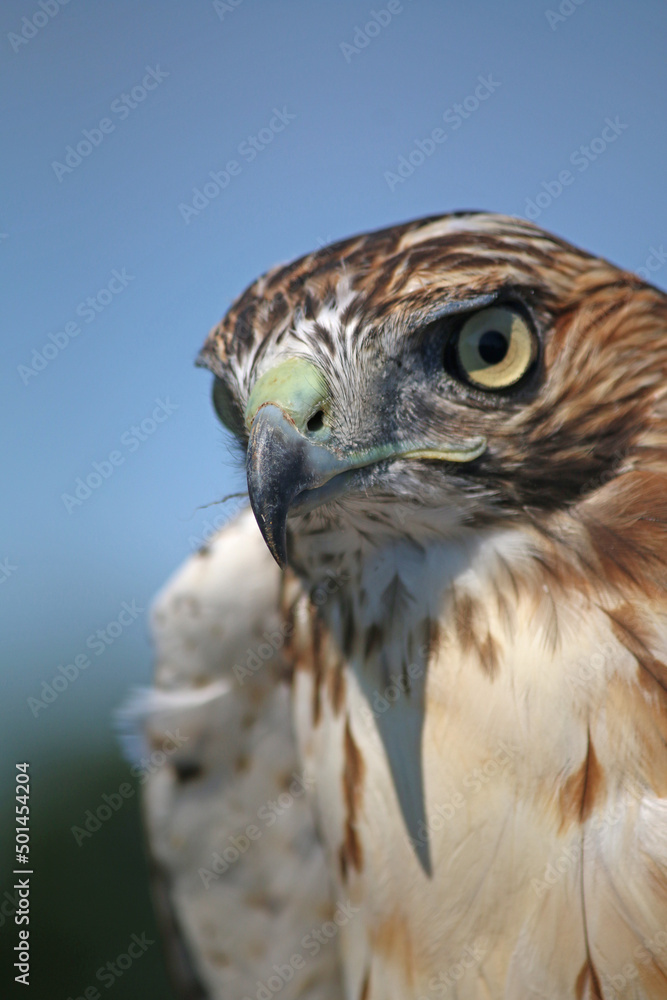 close up of immature cooper's hawk