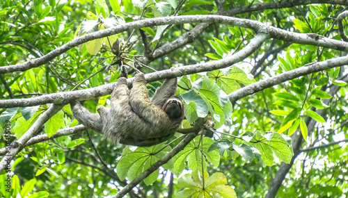  Three Toed Sloth © Trevor