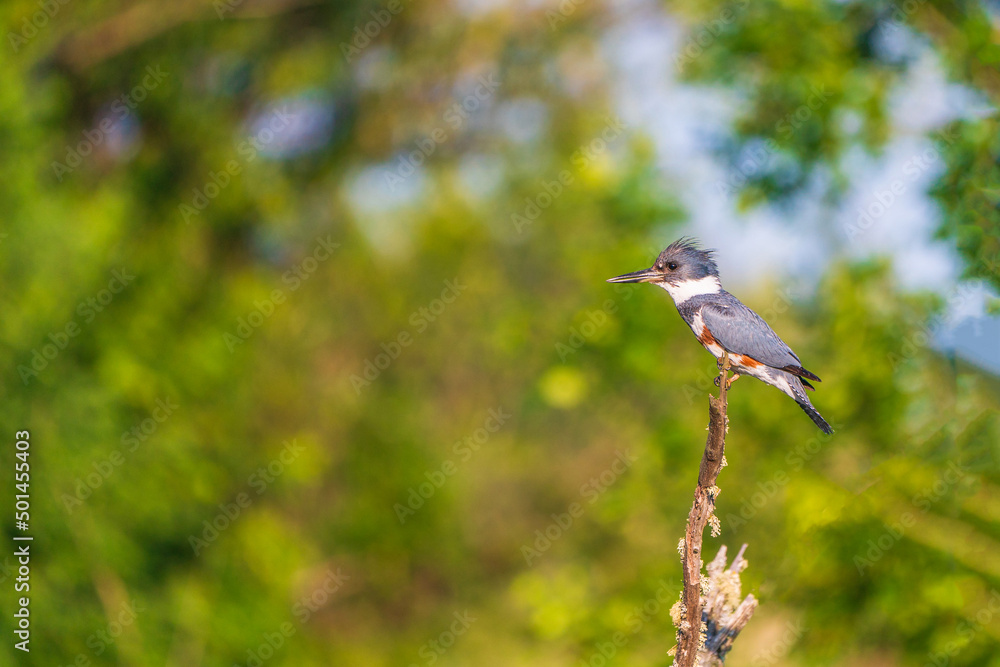 Obraz premium Belted kingfisher