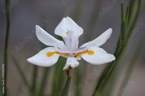 Fototapeta Naklejka Na Ścianę i Meble -  White Iris