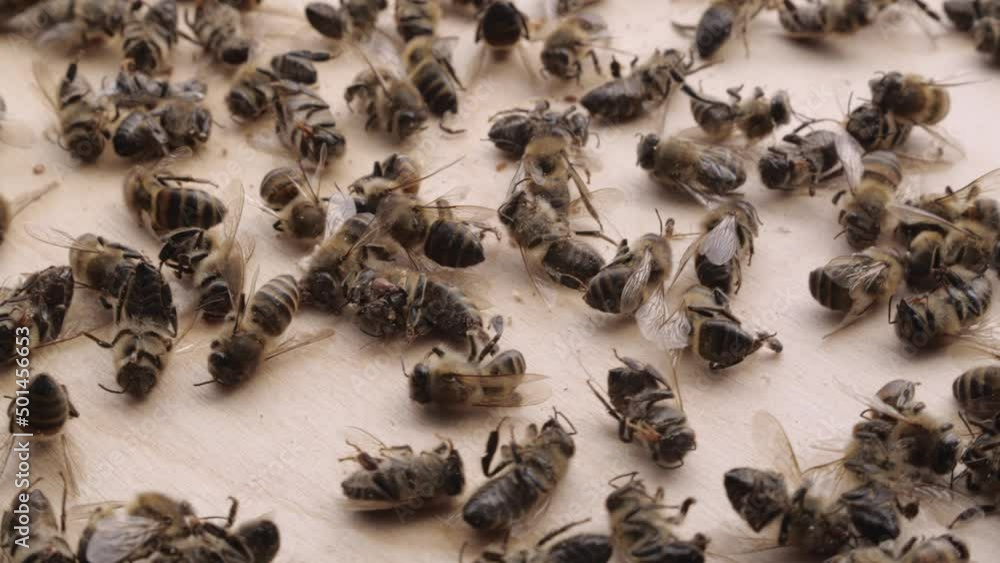 The bees are dying. A dead bees close up. The death of honey bees and