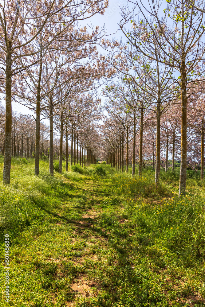 View of Paulownia kiri tree plantation in bloom View of Paulownia kiri tree plantation in bloom