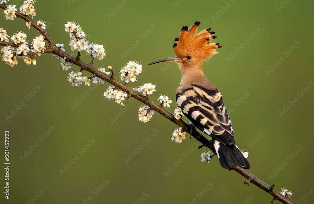 Eurasian hoopoe bird close up ( Upupa epops ) Eurasian hoopoe bird close up ( Upupa epops )