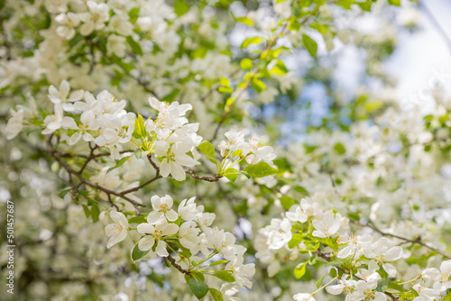 Large branch with white and pink apple tree flowers in full bloom in a garden in a sunny spring day, beautiful blossoms, floral background, Branches of a blossoming apple-tree