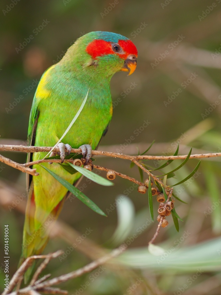 Delightful engaging Musk Lorikeet with bright vibrant plumage.