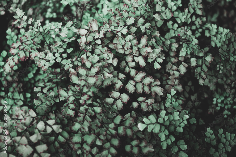 Shrub with small leaves. Small paw-shaped leaves. Winter cold vintage tones. Withering leaves with brown mints. Background in dark colors with bush twigs. Shrub with small leaves. Small paw-shaped leaves. Winter cold vintage tones. Withering leaves with brown mints. Background in dark colors with bush twigs.