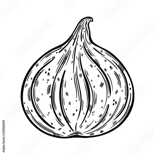 Whole fig vector icon. Vintage sketch of ripe garden fruit isolated on white background. Monochrome outline of vegetarian plant. Fresh sweet exotic dessert. Hand drawn illustration