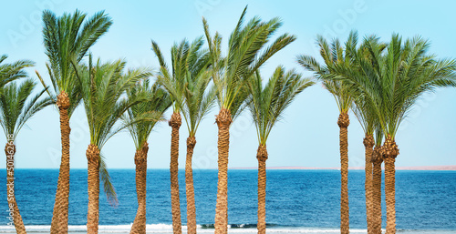 beautiful tropical beach with a row of palm trees and blue sea ocean water. Travel destination scenic. © taniasv