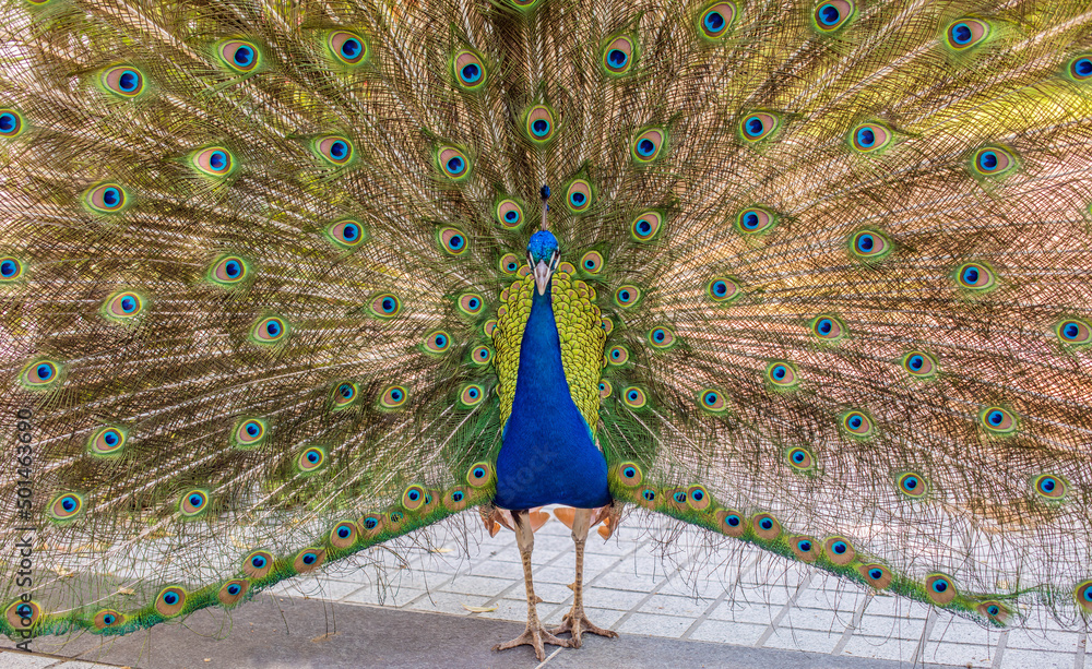 Obraz premium peacock and its beautiful plumage close-up in nature