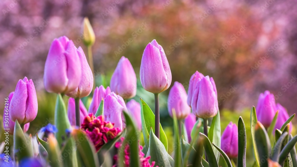 Naklejka premium Wiosenne tulipany o poranku na zamku wawelskim
