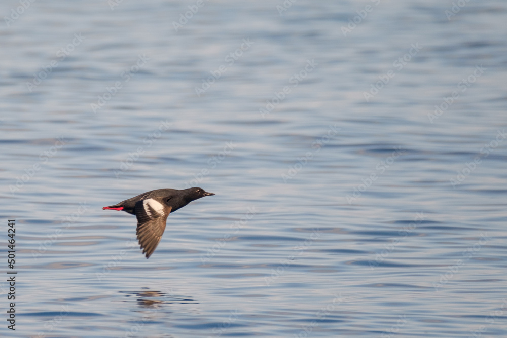 A guillemot in flight over the ocean A guillemot in flight over the ocean