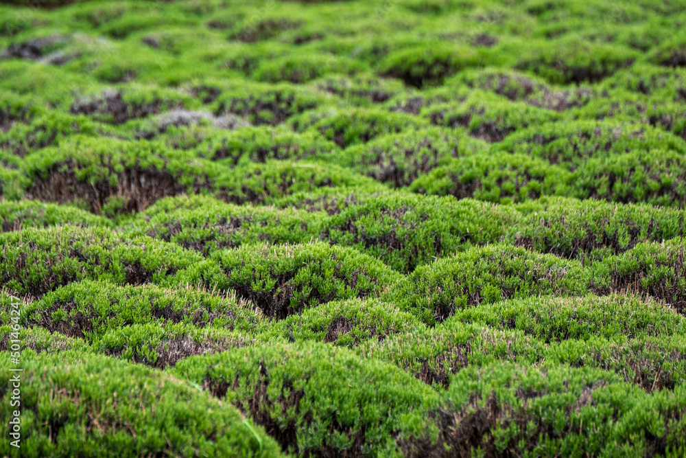 Round mounds of lavender bushes Round mounds of lavender bushes