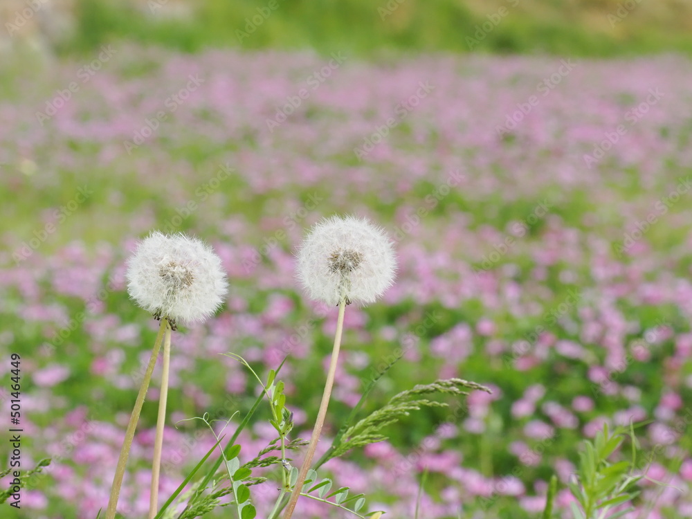 Obraz premium スミレの花を背景にしたタンポポの綿帽子