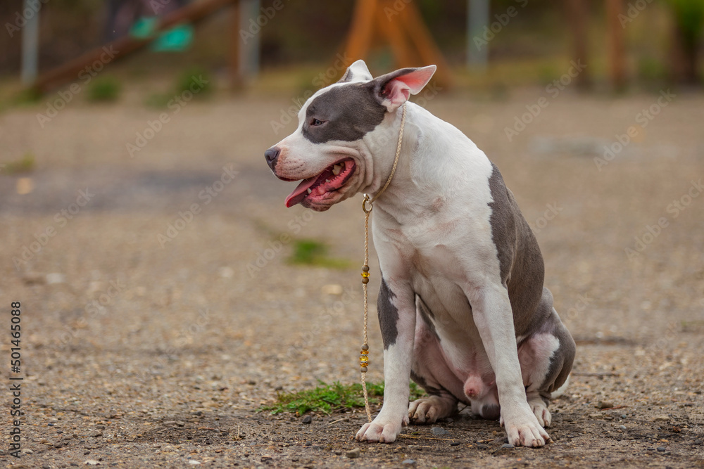 young dog breed pit bull terrier sits on the playground