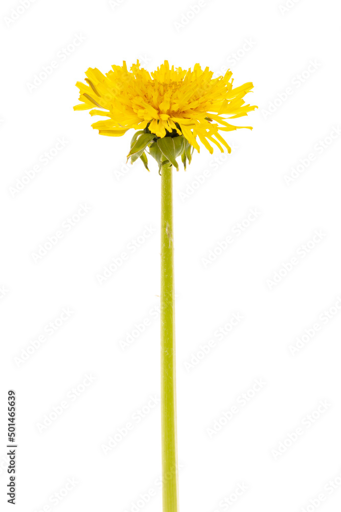 Naklejka premium Dandelion isolated white