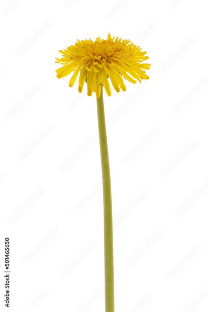 Fototapeta premium Dandelion isolated white