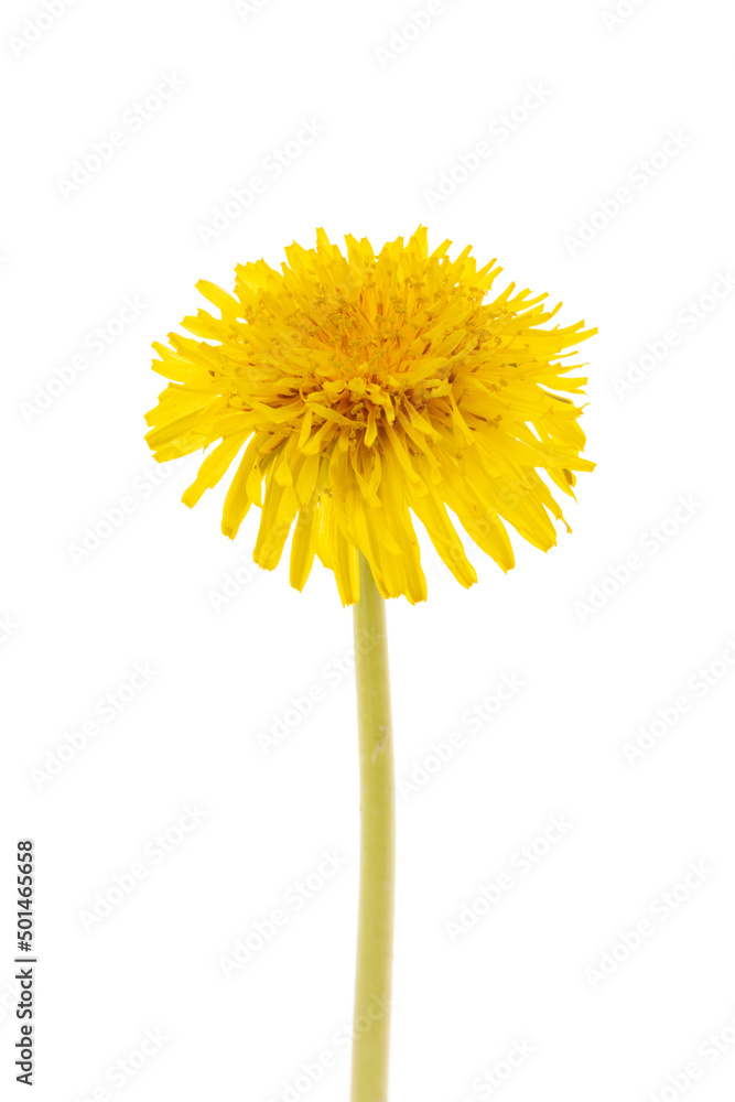 Fototapeta premium Dandelion isolated white