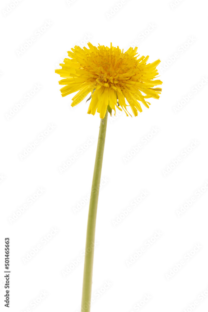 Naklejka premium Dandelion isolated white