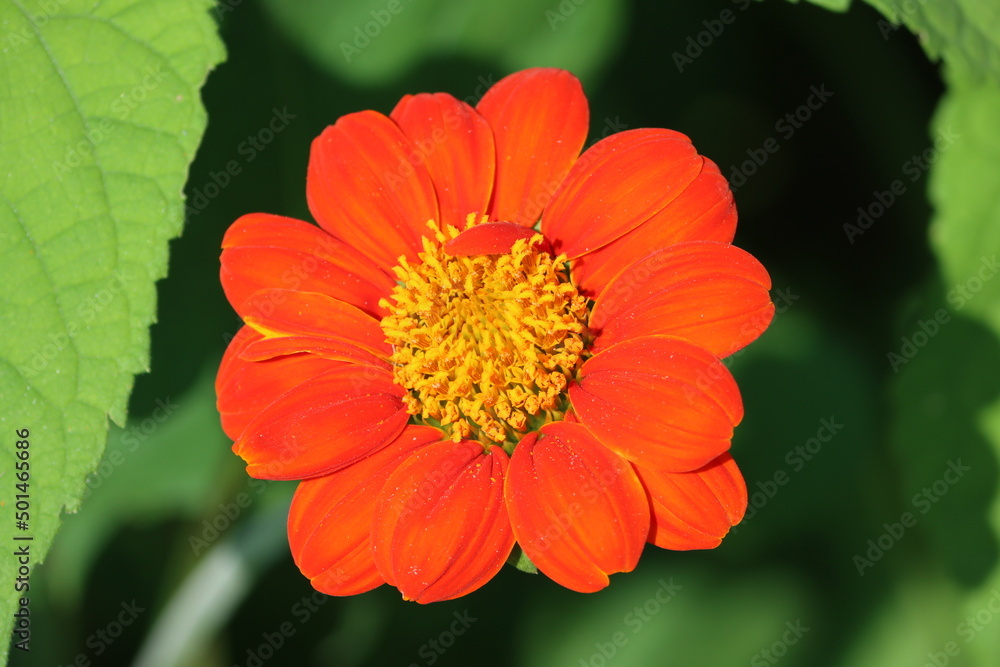 Cambodia. The red sunflower or Mexican sunflower is a plant in the family Asteraceae, which is native to the warmer and moister parts of North America. Siem Reap province. Cambodia. The red sunflower or Mexican sunflower is a plant in the family Asteraceae, which is native to the warmer and moister parts of North America. Siem Reap province.