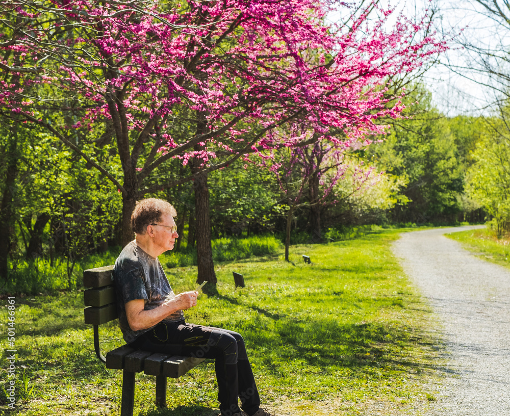 Senior man resting on wooden bench in Midwestern park; blooming redbud tree in background Senior man resting on wooden bench in Midwestern park; blooming redbud tree in background