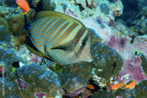 Pesce chirurgo, Zebrasoma desjardinii, tra la barriera corallina