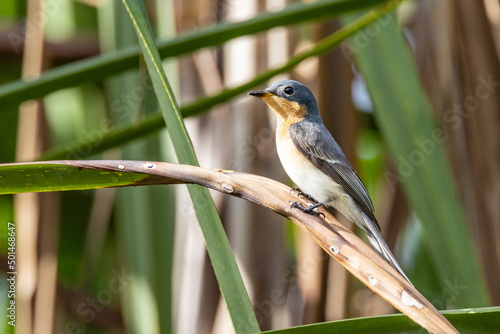 Leaden Flycatcher in Queensland Australia photo