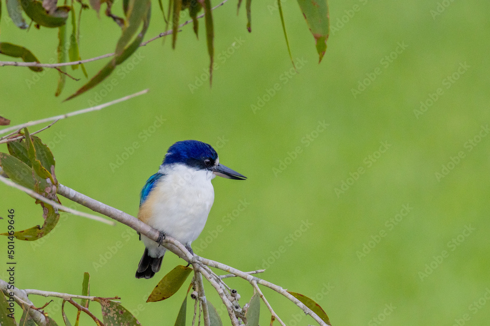 Obraz premium Forest Kingfisher in Queensland Australia