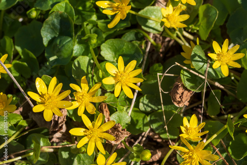 Viele gelbe Blüten vom Scharbockskraut blühen auf dem Waldboden photo