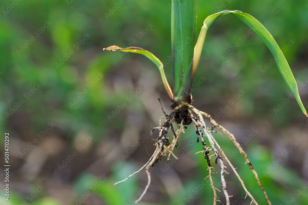 What causes the maize leaves being damaged,Corn leaf damaged by fall