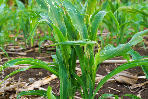 Corn leaf damaged by fall armyworm Spodoptera frugiperda.