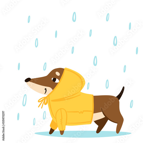 Cheerful dachshund walks in the rain in a raincoat. Drawn in cartoon style. Vector illustration for designs, prints and patterns. Isolated on white background