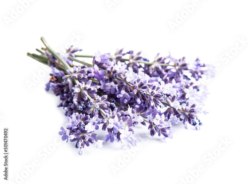 Lavender flowers on white backgrounds