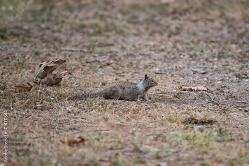 California Ground Squirrel. © Jason