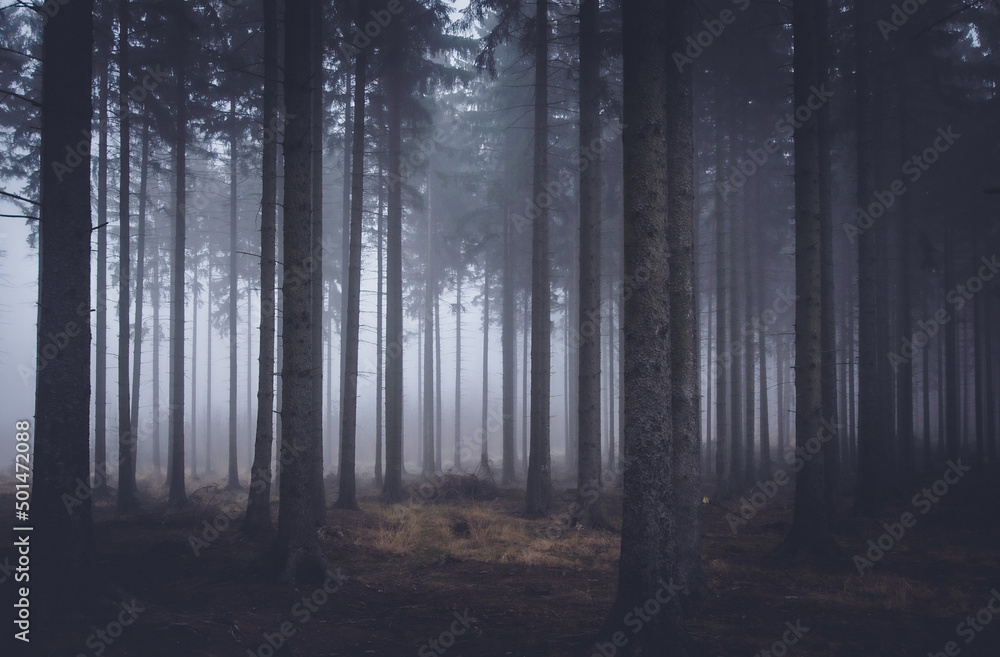 fog in the woods, mistery woods, magiczny las - obrazy, fototapety, plakaty 