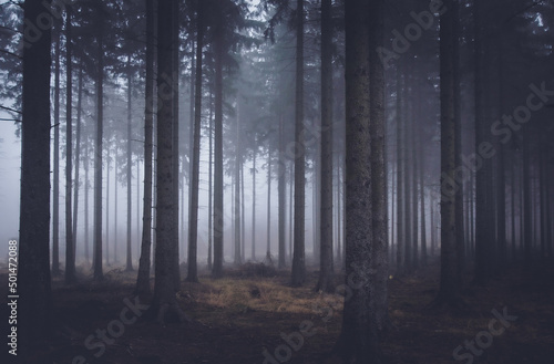 Fototapeta fog in the woods, mistery woods, magiczny las