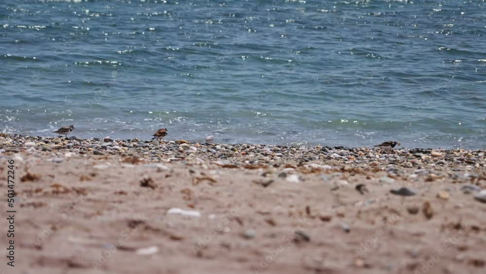 Flock of sandpipers near the shore Flock of sandpipers near the shore
