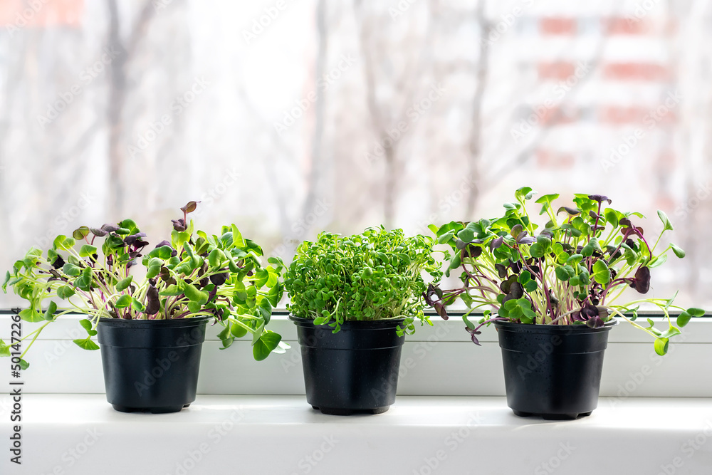 Growing microgreens on window Young raw sprouts of radishes and watercress in pots Healthy eating, lifestyle Superfood Indoor microgreen concept Growing microgreens on window Young raw sprouts of radishes and watercress in pots Healthy eating, lifestyle Superfood Indoor microgreen concept