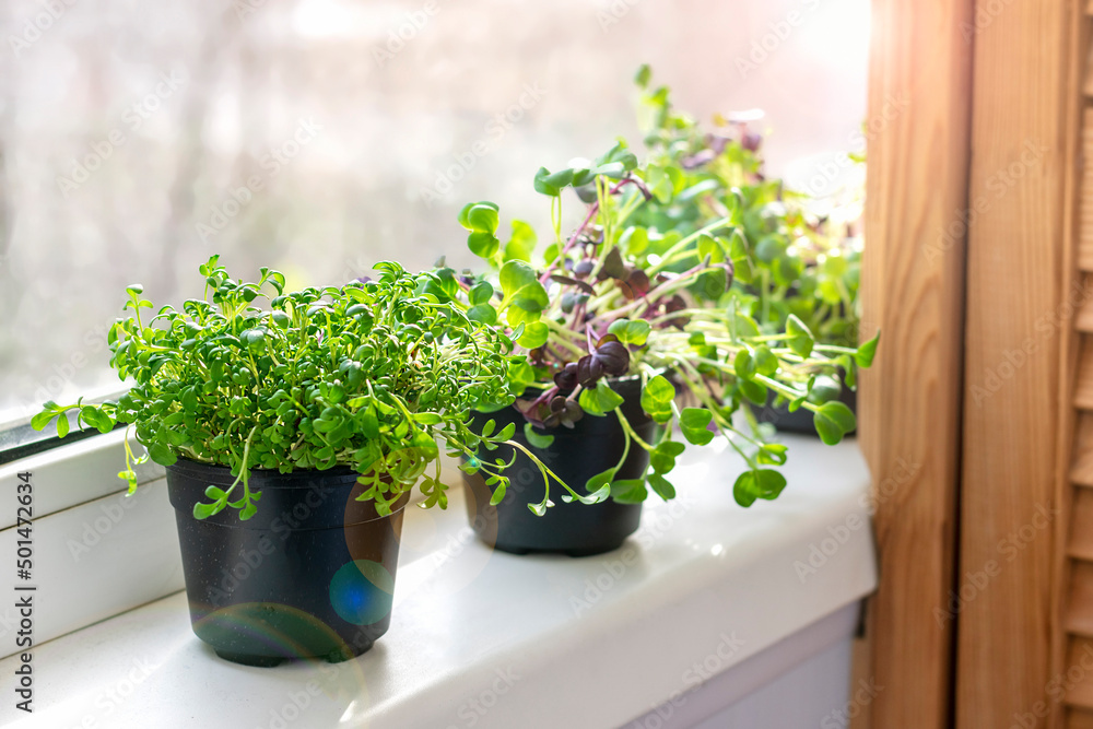 Growing microgreens on window Young raw sprouts of radishes and watercress in pots Healthy eating, lifestyle Superfood Indoor microgreen concept Growing microgreens on window Young raw sprouts of radishes and watercress in pots Healthy eating, lifestyle Superfood Indoor microgreen concept