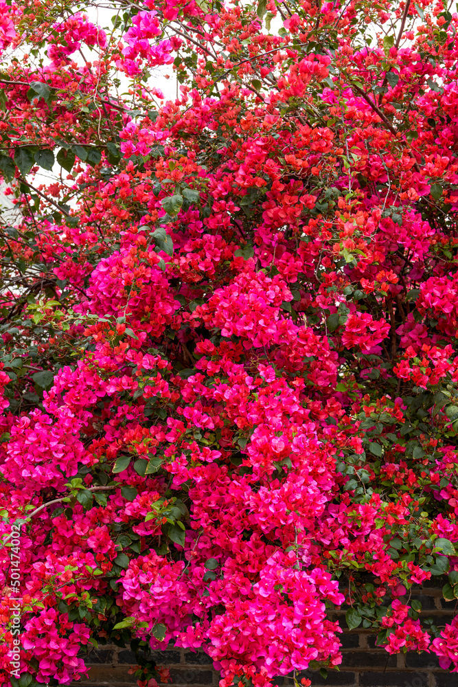 Close-up of beautiful blooming bougainvillea in the garden Close-up of beautiful blooming bougainvillea in the garden