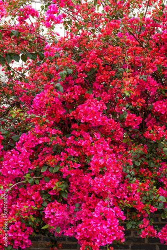 Close-up of beautiful blooming bougainvillea in the garden