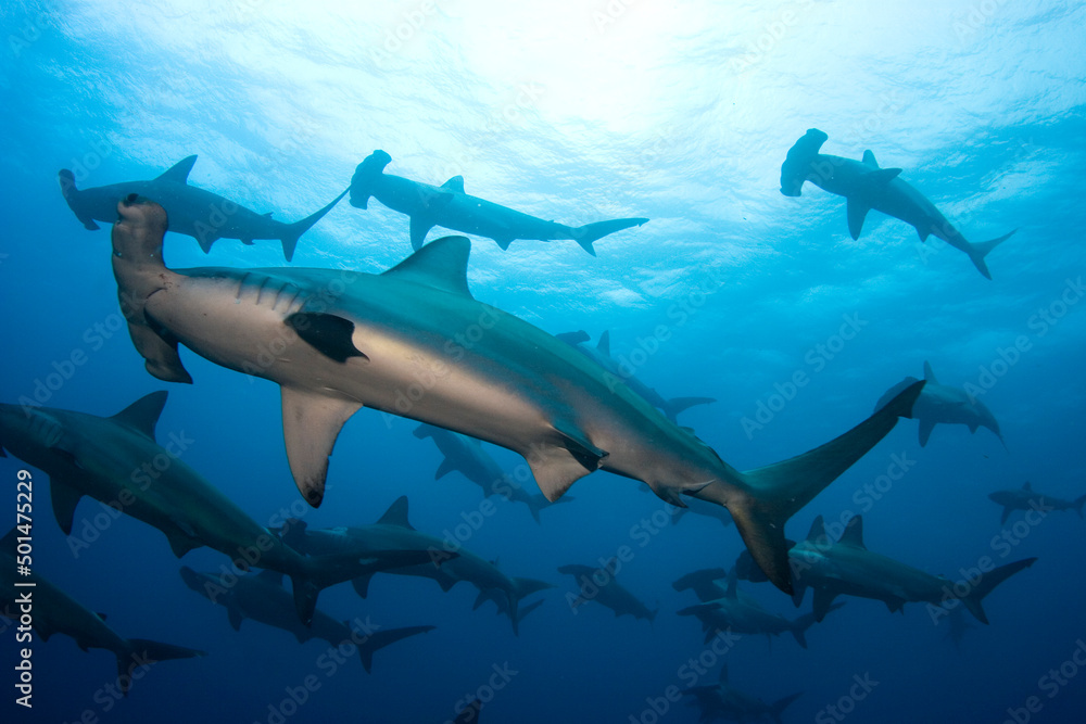 Group of hammerheads swimming in the ocean.
