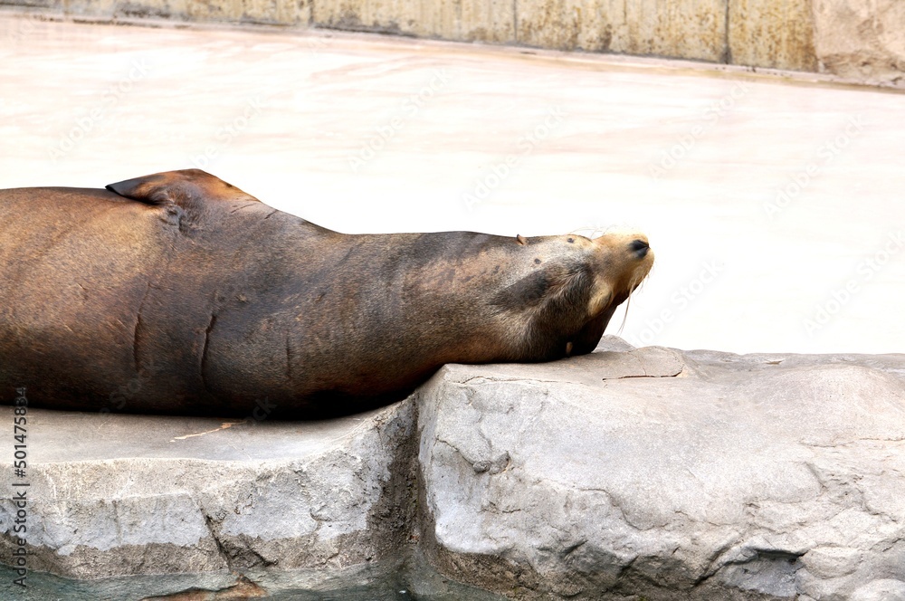 Fototapeta premium アザラシ